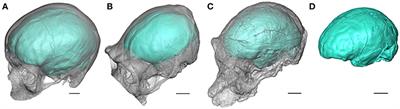 The Emergence of Language in the Hominin Lineage: Perspectives from Fossil Endocasts